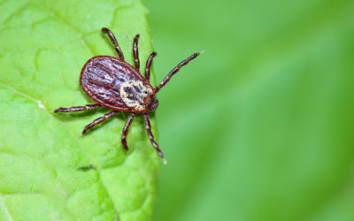 Ticks